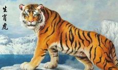 属相婚配大全虎（牛和虎相配吗婚姻）