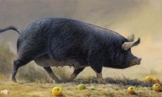 83年属猪寿命多长（47年属猪人终身寿命）