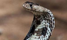 做梦梦到蛇咬自己的脚后跟是什么意思（男人梦到蛇咬自己的脚后跟）