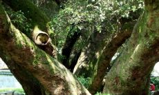 八字甲乙木详解（乙木八字实例详解）