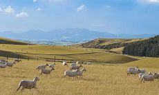 1943年属羊的2023年身体怎样（1955年属羊2023年健康运势）