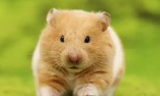 2023年属兔的人能做餐饮行业吗（属龙和属兔做朋友好不好）