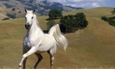 属鸡人在虎年感情运会怎么样（属虎人和属鸡人婚配）