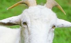 属狗的孩子今年几周岁了（属猴的今年几岁）