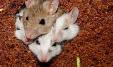 属鼠的86岁时是哪一年（87岁属鼠的哪一年生）