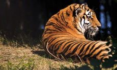 属虎的几月份是破月（女性属虎几月出生最好）