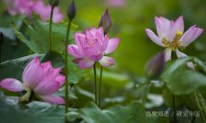 十二生肖的排名次序（十二生肖配对）