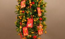 旺宅又旺财的4种花（家中养什么花好养又聚财）