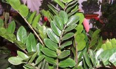 属蛇的适合养什么植物（属蛇养什么植物旺财）