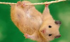 属鼠的人牛年运势如何（鼠年鼠人运势及运程）