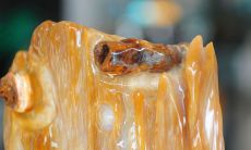 木化玉五行属什么（男天蝎座和女天秤座的感情）