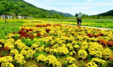 五气的五行分类（五行中金的五气）