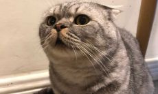 天秤座跟处女座相配吗（天秤座男配天秤座女）