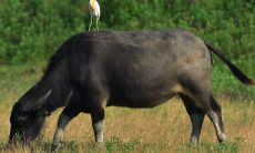 什么属相和属羊的相克（属虎的和什么属相相克）