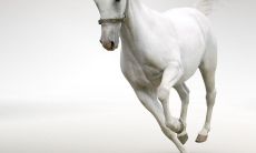 属牛女太漂亮了（属牛的和什么属相不合）