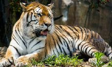 86属虎女佩戴什么好（属虎的佩戴什么最旺财）