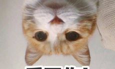 处女座狗女和金牛座猴男（属狗女属猴男婚姻指数）