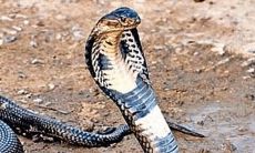 女人梦到蛇缠身（女人梦见大蟒蛇缠身是什么意思）