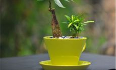 家里室内植物旺盛风水好吗（客厅摆什么花旺风水）