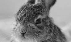 属兔的养什么动物比较好（属兔的人养什么宠物旺财）