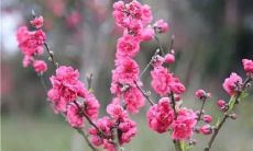 家里风水招桃花运图解（桃花放在哪里招桃花运）