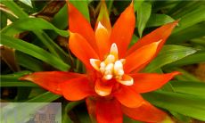 生肖牛招财植物（生肖猪的旺财植物）