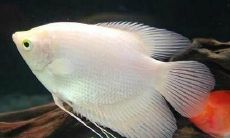 招财鱼有白点平躺缸底是怎么回事（招财鱼侧躺在鱼缸底部怎么回事）