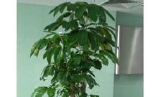 招财树的样子怎么写（招财树恨是啥样）