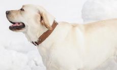 70年生肖狗的运势（70年属狗哪年走大运）