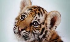 姓赵属虎的男孩名字（虎年新生儿取名）