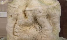 石家庄市太岁博物馆怎么联系（中国太岁博物馆怎么样）