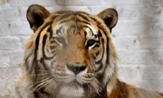 2023的生肖属性是什么（2023年的生肖排序）