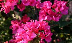 招财招贵人植物（招财花有哪些）