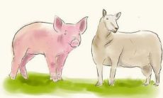 羊跟猪的属相合不合（羊跟虎的属相合不合）