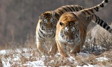 属猪今天运势好不好（1983年属猪运势）