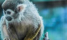 80属猴一生大劫年（1980属猴人终身的三大坎）