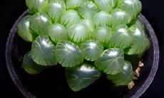 属鸡招财植物（属鸡人永远最旺的颜色）