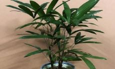 什么盆景招财（十种旺财又旺宅的植物）