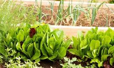 梦见什么最不好梦见菜类是否好（65年属蛇人2023命运）