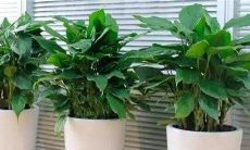 属羊适合摆放什么花（属虎的人不能养什么花）