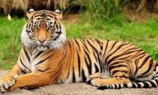 属虎今年多少岁最好（属猪的多少岁结婚最好）