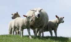 易经属羊人是什么命运今年运势（属羊的人在鼠年的命运）