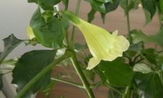 幸福树开花什么预兆（幸福树开花有什么预兆和寓意）