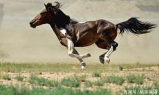 属马人性格是怎样的（属鼠人的性格和脾气）