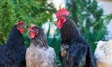 麦玲玲1991年生肖羊运程（2023年属羊女有贵人出现吗）