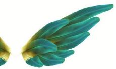 双子座的翅膀是什么（双子座和什么星座最配）