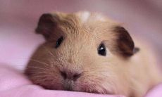 属鼠的农历九月（属鼠农历九月运势）