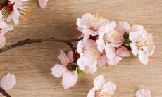 房间放什么催桃花运（催桃花运的方法）