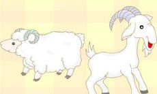 猴和马相配吗属相最配（属猴属马的婚姻好不好）