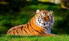 属虎的乳名男孩（男孩乳名2023属虎）